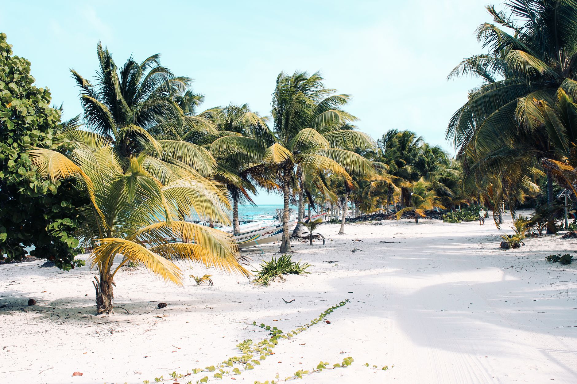 Plage de sable blanc et cocotiers