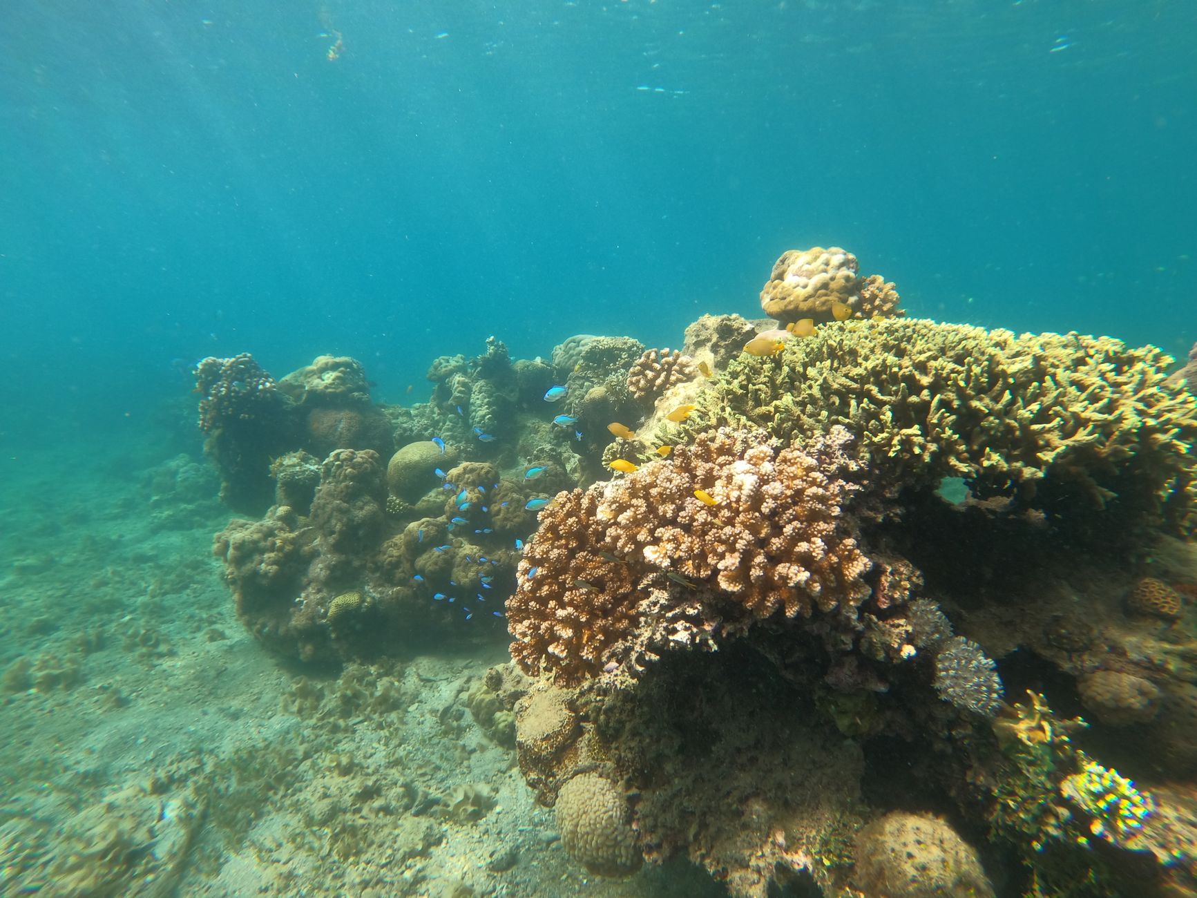 Snorkeling sur un récif corallien